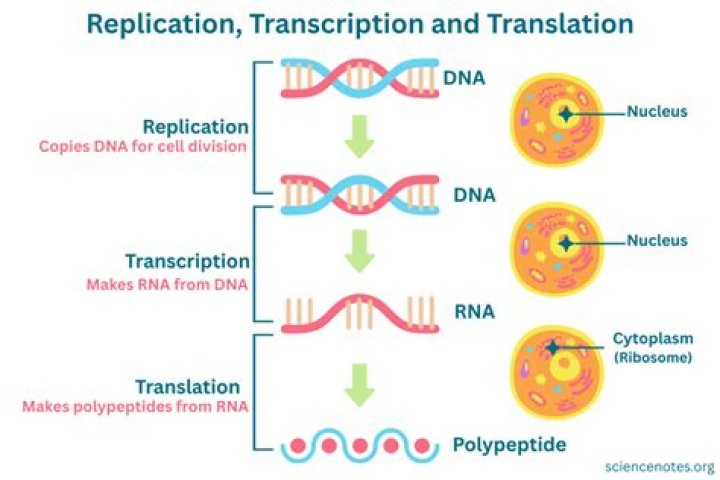 2.7 DNA Replication, Transcription, Translation The Biology Classroom