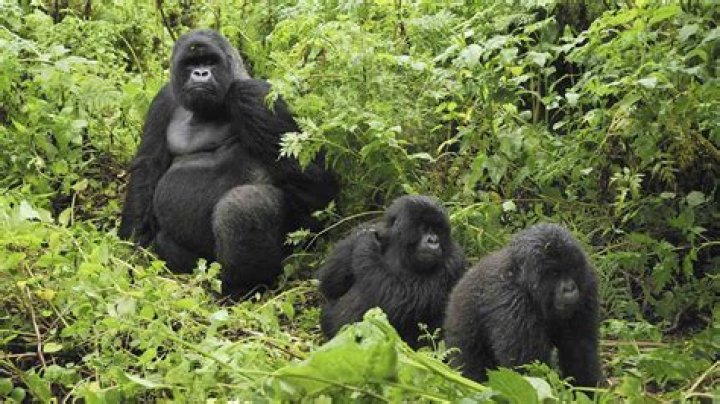Gorillas' chest thumping allows females, rivals know their size without