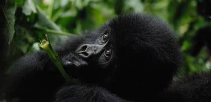 Mountain gorilla genome provides hope for animal's future Science AAAS