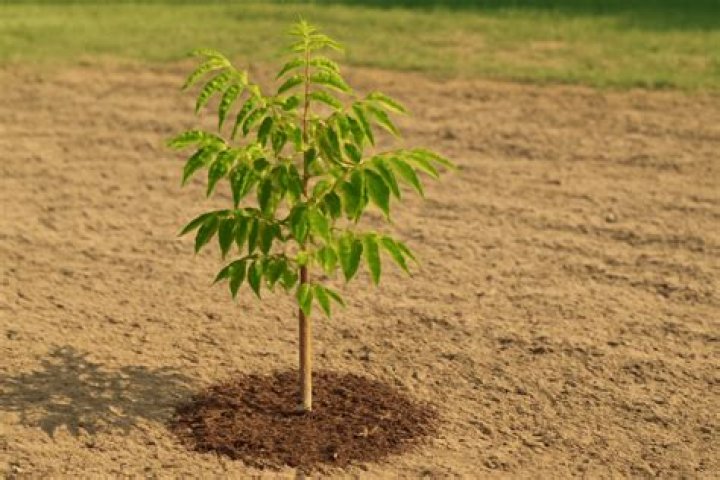 Pecan Tree Care and Growing Guide
