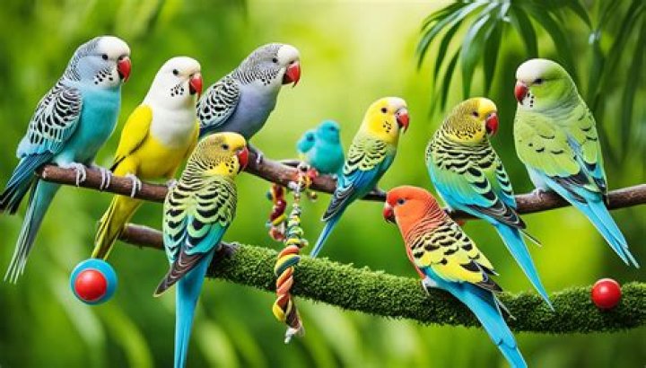 Pets Birds