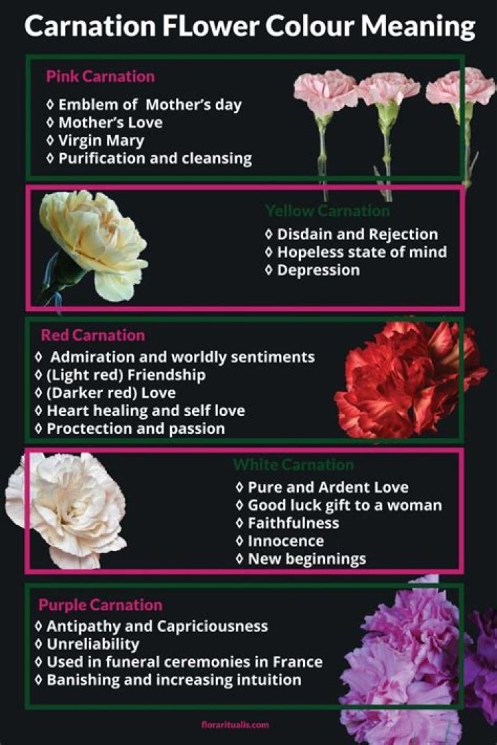 Pink Carnation Flower Meaning & Symbolism