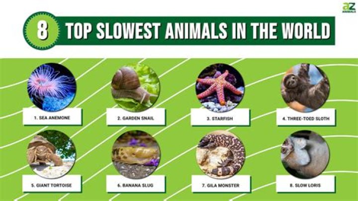 SLOWEST ANIMALS IN THE WORLD