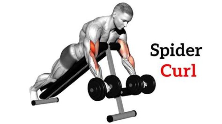 Spider Curls Muscle Worked, Benefits, Alternate & Tip