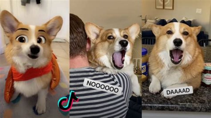 Ultimate Hammy & Olivia TikTok Videos 2022 New Hammy and Olivia