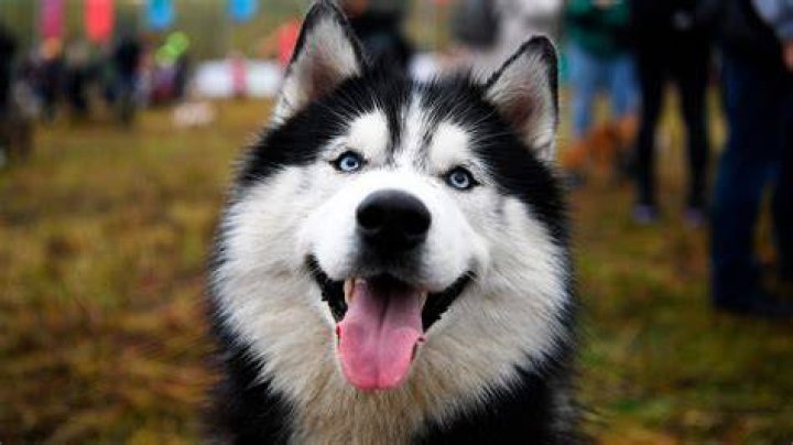 Who is Husky on 'The Masked Singer'? Parade