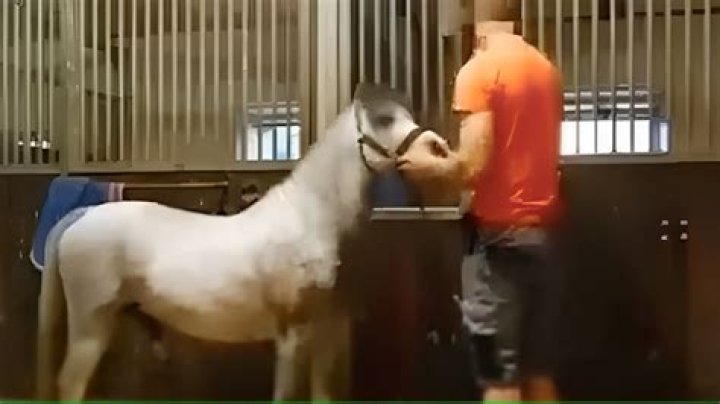 Who is Michael Hanley? Man in orange horse video scandal intensifies as