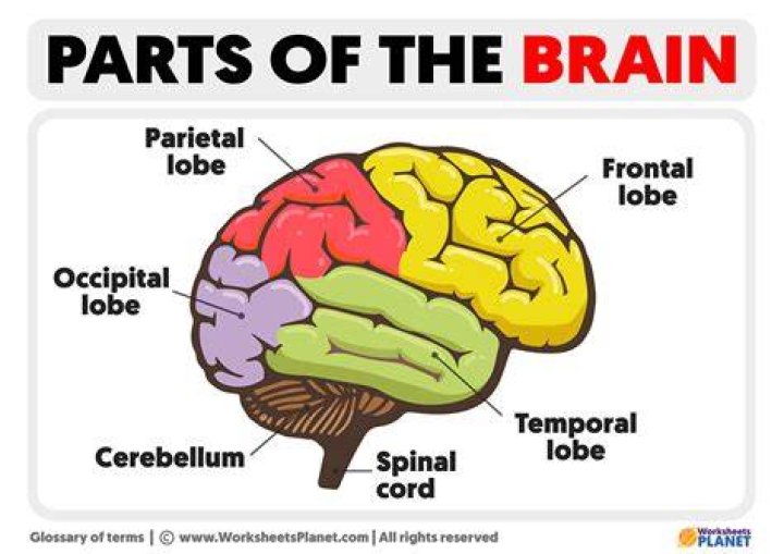 Your brain is what makes broken escalators dangerous